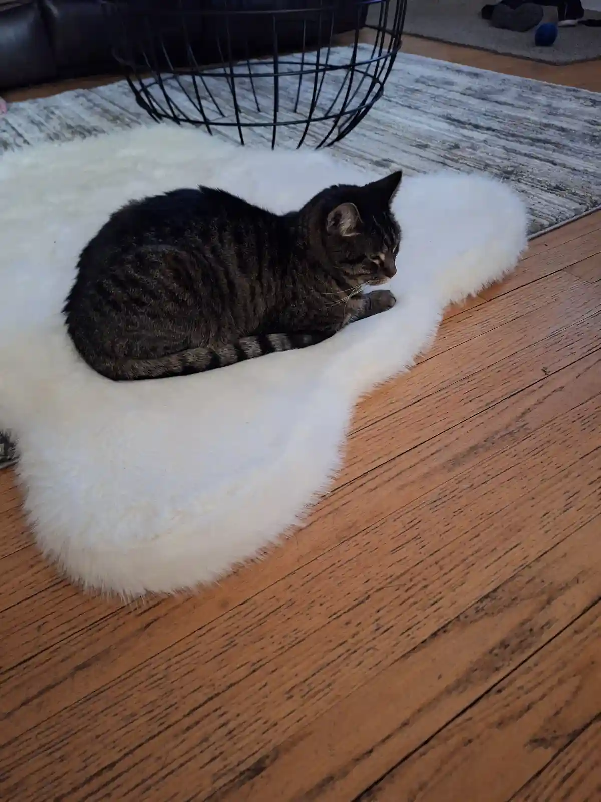 A dark tabby cat is curled up and resting on a fluffy white rug placed on a wooden floor. In the background, there's a black…