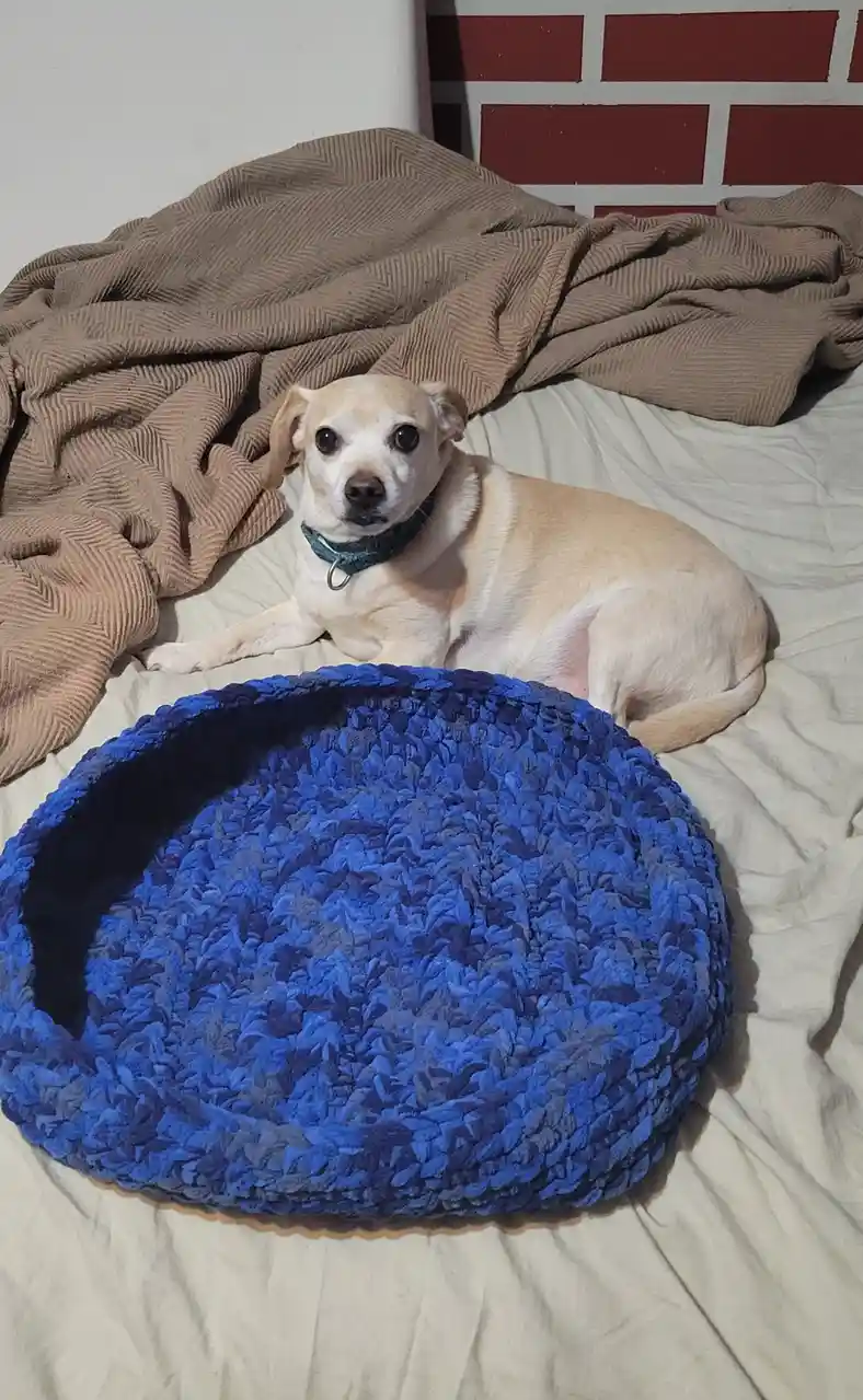 A light-colored dog with large eyes lies on a bed next to a plush blue dog bed, looking directly at the camera with a calm…