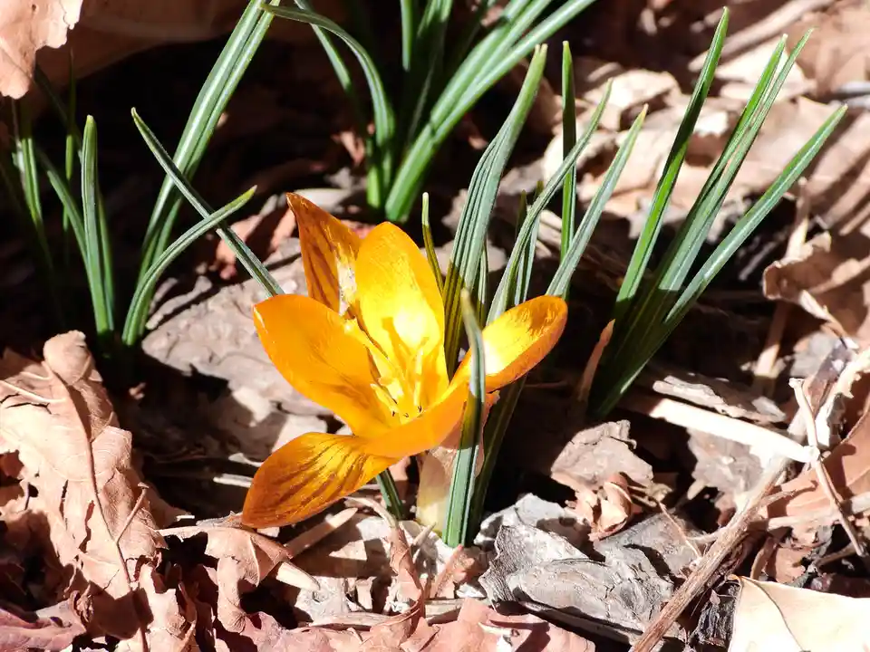 A vibrant yellow crocus flower blooms through a bed of dry, brown autumn leaves and green grass blades under bright…