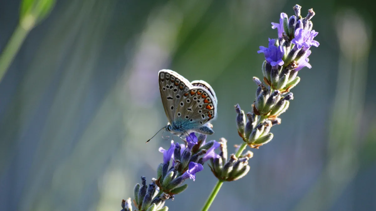 A vibrant common blue butterfly sips nectar from lavender flowers. Its grayish wings and blue belly are a distinguishing…