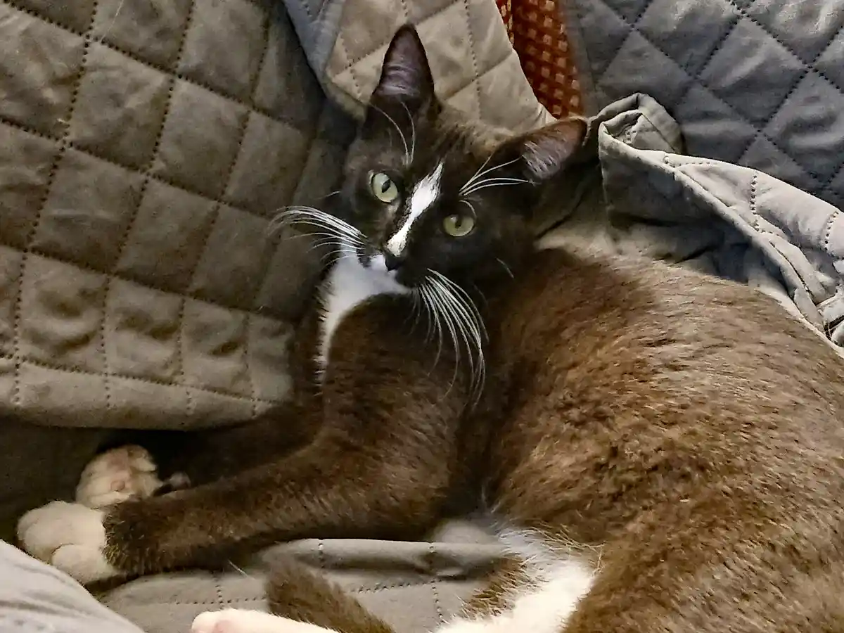 A black and white cat with green eyes lounges on a quilted gray couch, looking directly at the camera with a relaxed but…