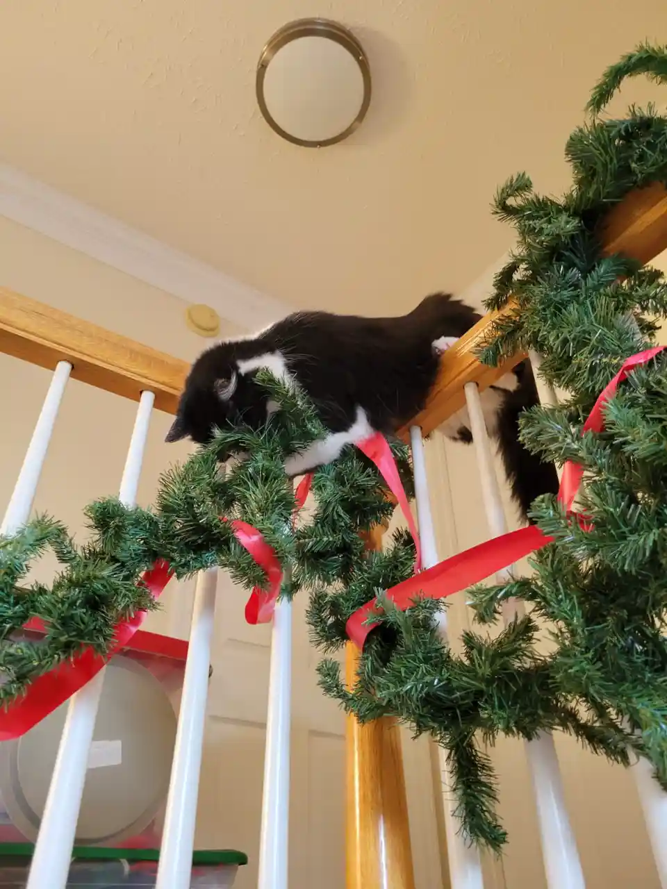 A black and white cat is lounging atop a wooden staircase railing decorated with green Christmas garland and red ribbon. The…