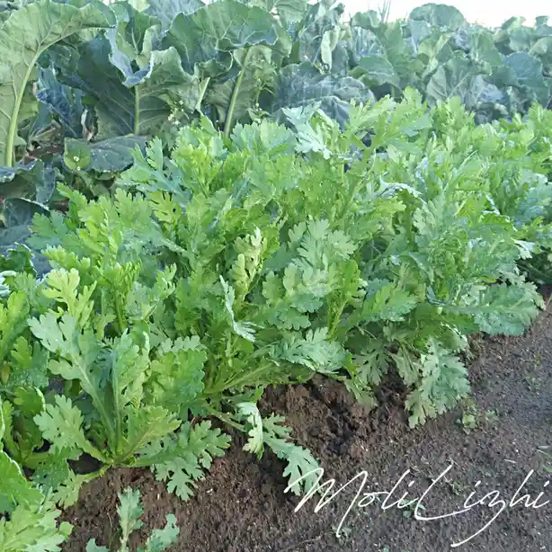 A close-up photo of lush green leafy plants growing in dark soil, with larger cabbage-like plants visible in the background…