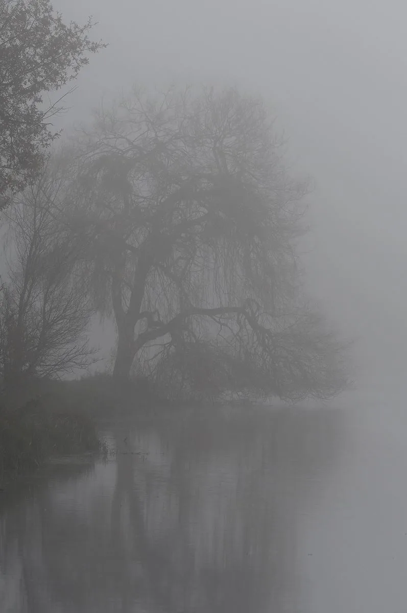 A misty, monochrome photograph shows a gnarled, leafless tree partially submerged in calm water, its branches and reflection…