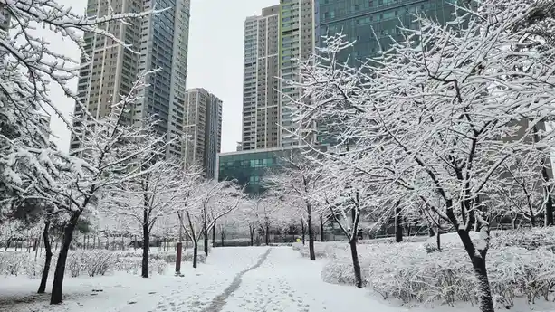 A snowy urban park with snow-covered trees and bushes lining a path, set against a backdrop of tall modern skyscrapers under…