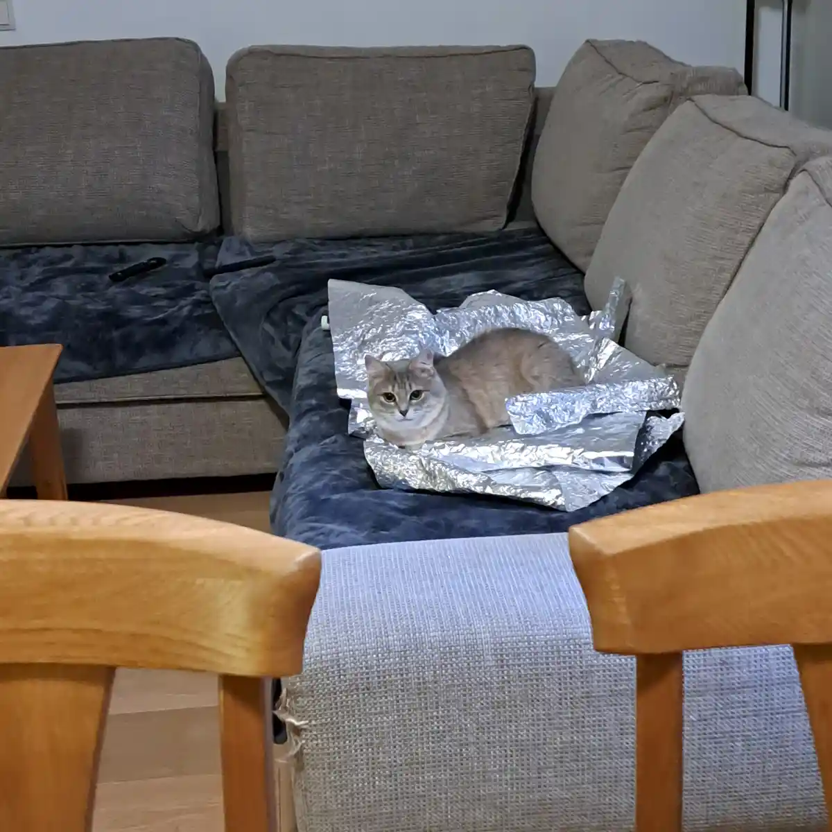 A light brown cat sits calmly on a dark blue couch cushion, partially wrapped in crinkled aluminum foil, looking directly at…