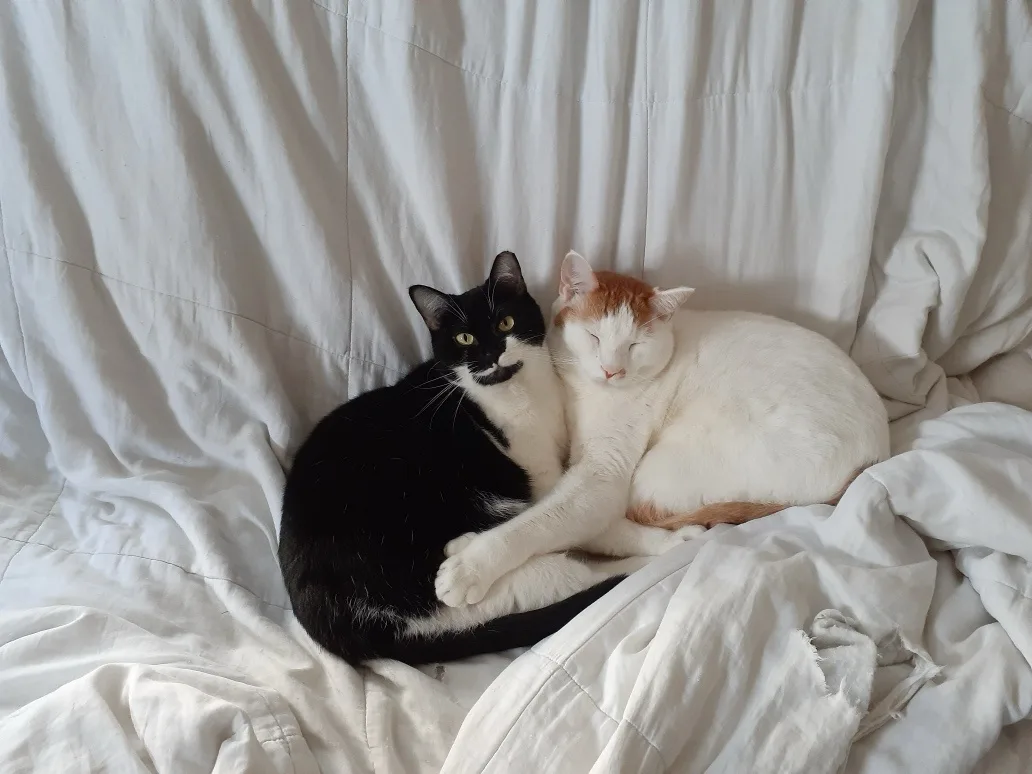 Two cats are curled up together on a rumpled white bedsheet. The black-and-white cat on the left looks directly at the…