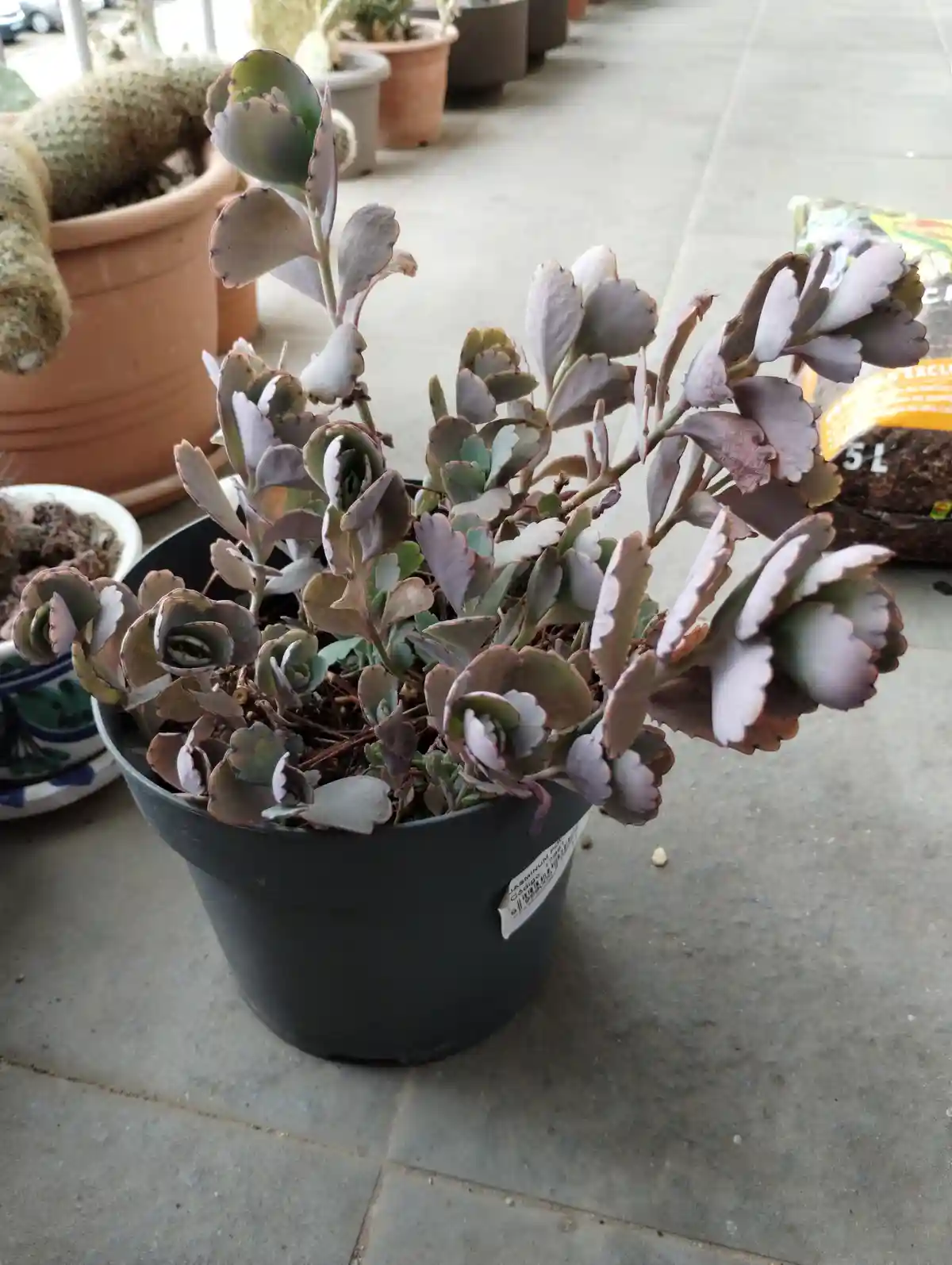 A potted plant with thick, fleshy, scalloped-edged leaves in shades of green and purple sits in a black plastic pot on a…