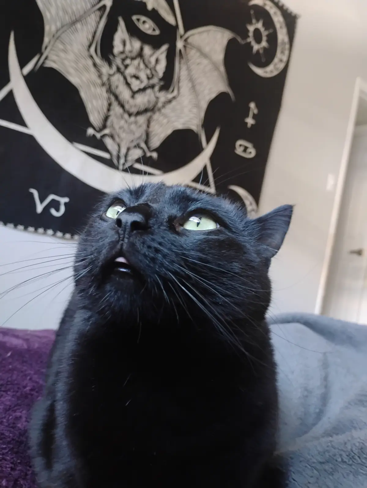 A close-up of a black cat with wide, glowing green eyes looking upward, positioned in front of a black tapestry featuring a…