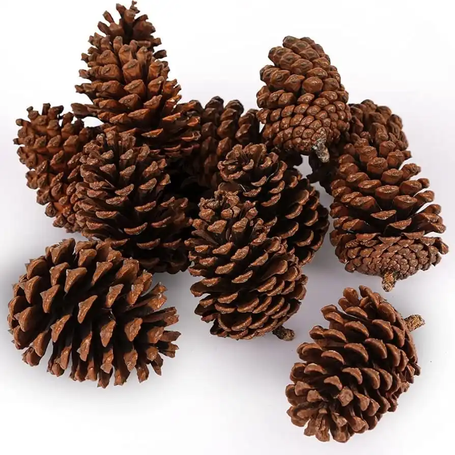A pile of brown pine cones scattered on a white background, with the text 'pine cones' overlaid in a simple font. The image…