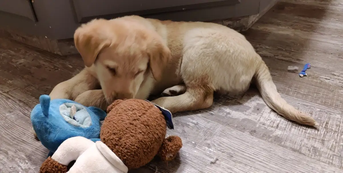 A light-colored Labrador puppy is lying on a wooden floor, gently nuzzling or resting its head on two plush toys — one blue…