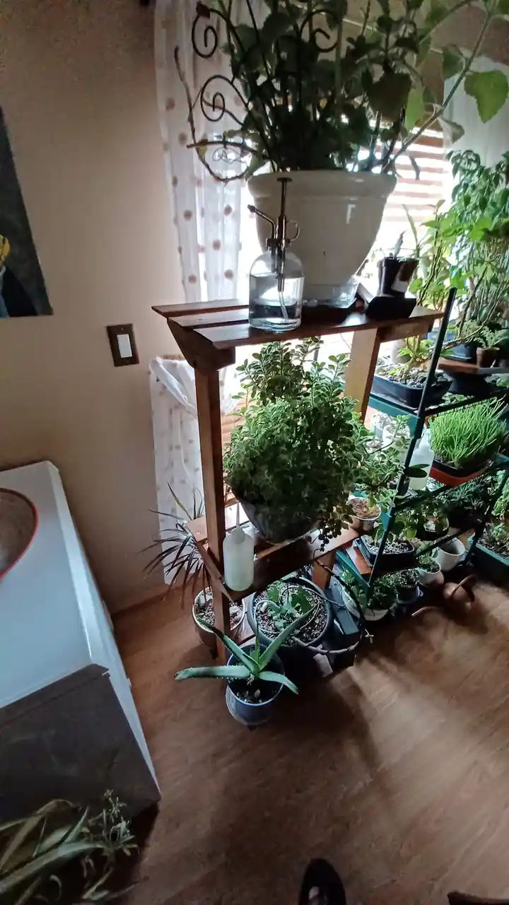 A room filled with numerous potted plants arranged on wooden shelves and the floor, including a large plant in a white pot…