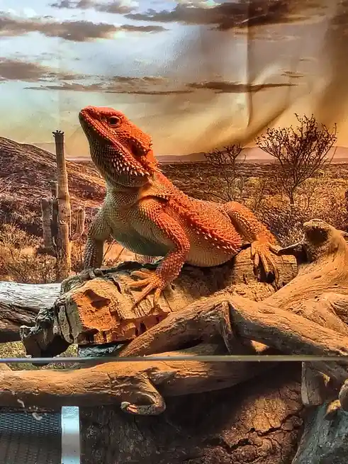 A bright orange bearded dragon lizard is perched on a piece of driftwood inside a glass enclosure, looking upward. The…