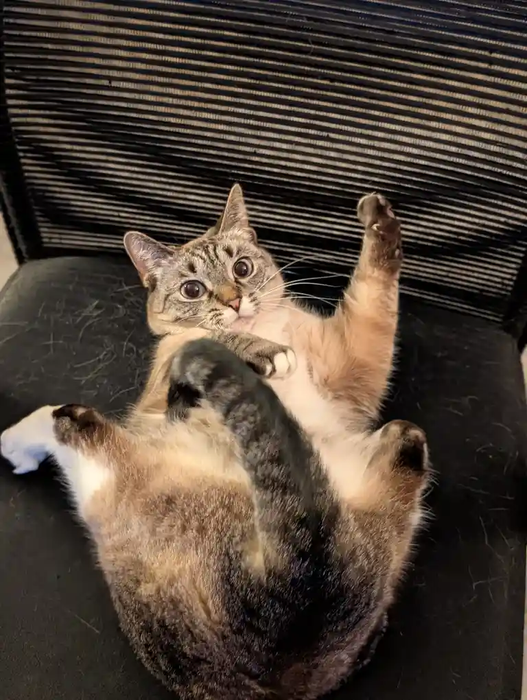 A tabby cat with white paws is lying on its back on a black office chair, looking up with wide eyes while one paw is raised…