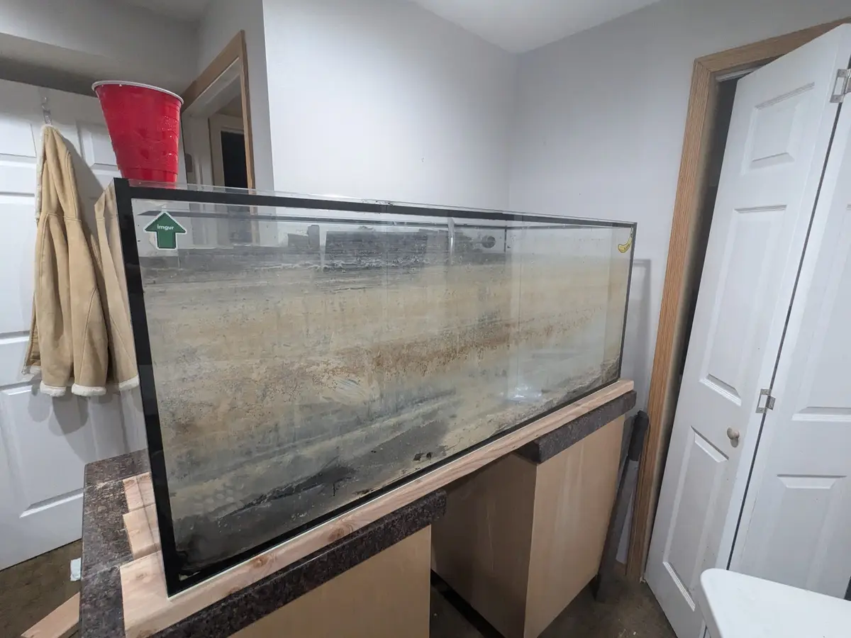 A large, rectangular aquarium sits on a wooden stand with a dark countertop, its glass heavily covered in brown and black…