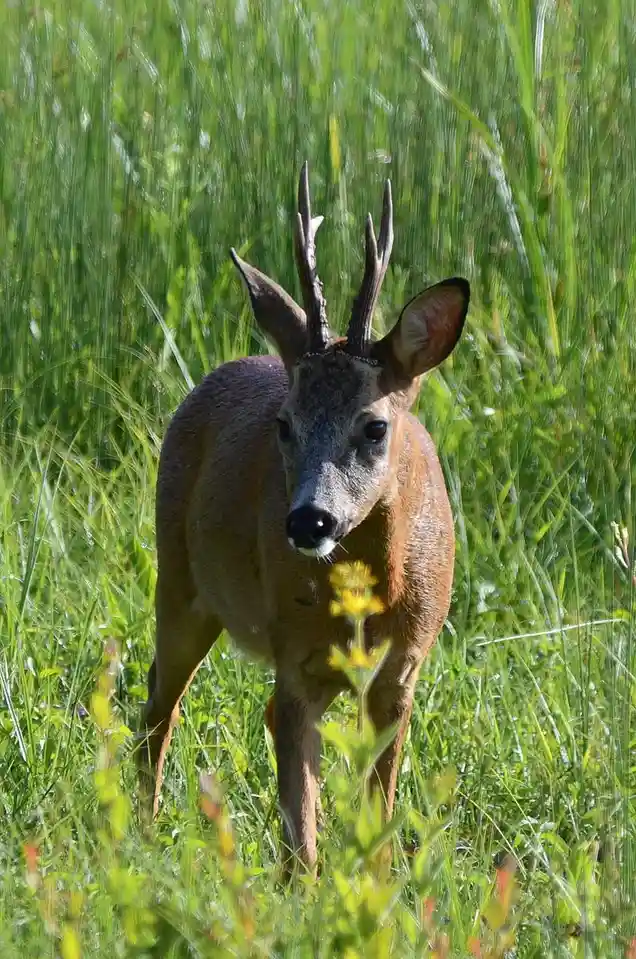 a young male roe deer with small, underdeveloped antlers stands alert in a field of tall green grass, looking directly at…
