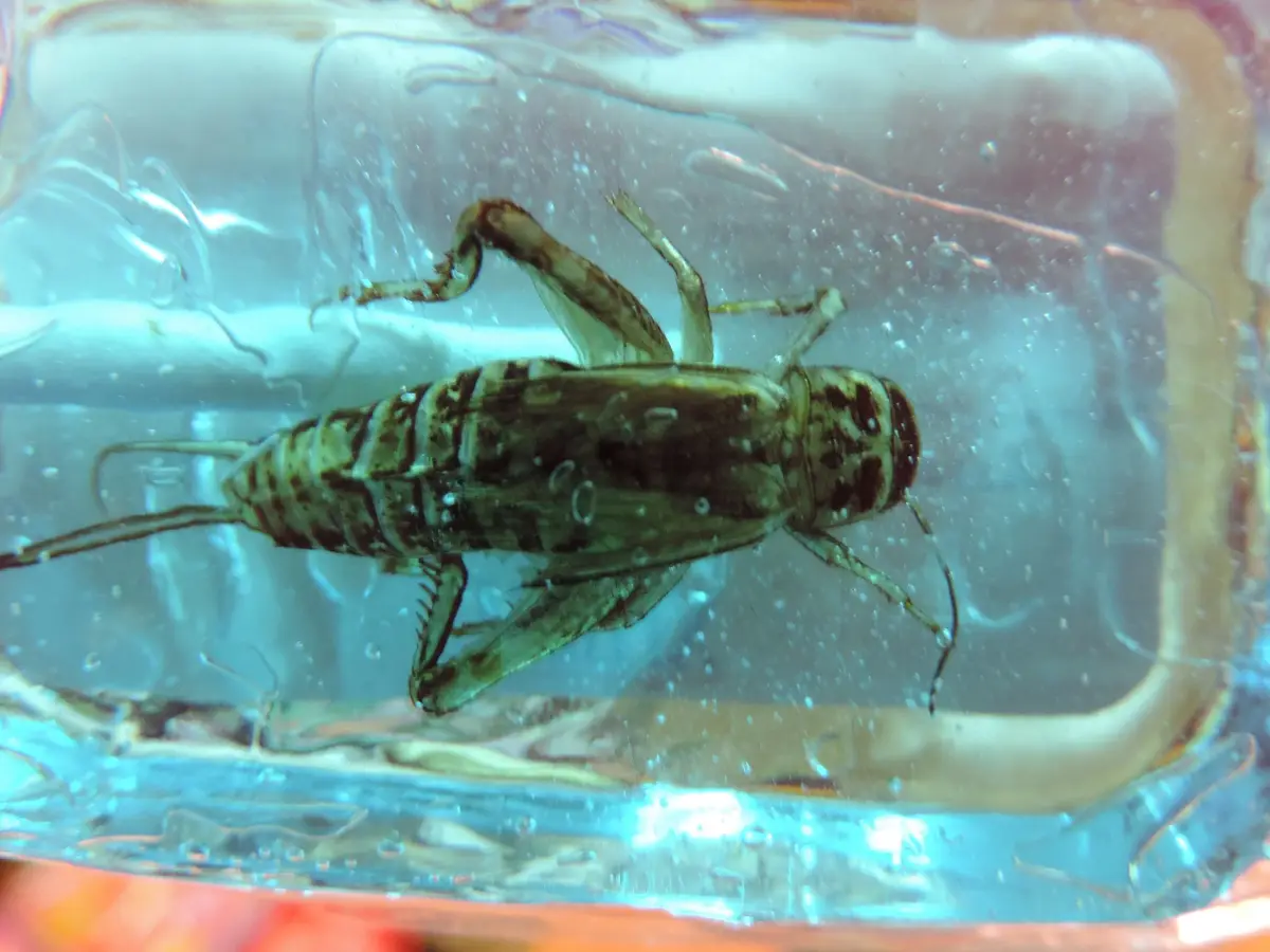 A close-up photo shows a brown and green cricket submerged in clear water inside a transparent plastic container, with…