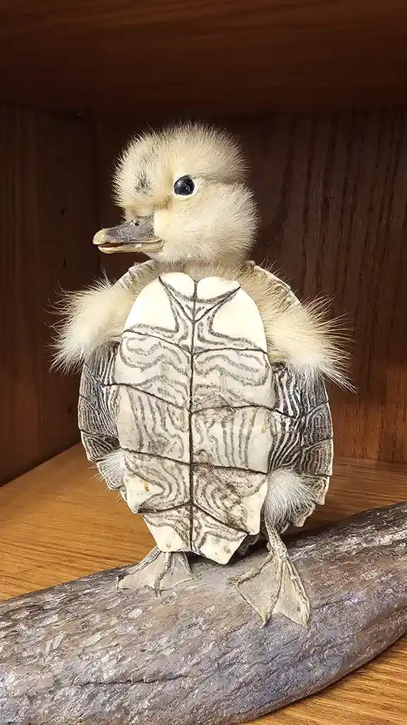 Turtle Duck stands strong for Team Pinecone!