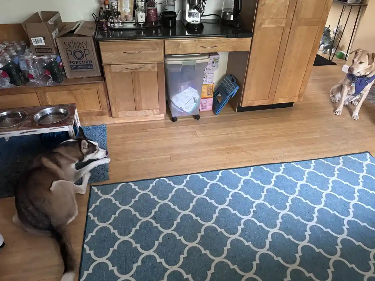A husky dog lies on a blue rug, licking its paw, while a yellow Labrador sits patiently nearby. The room has wooden floors…