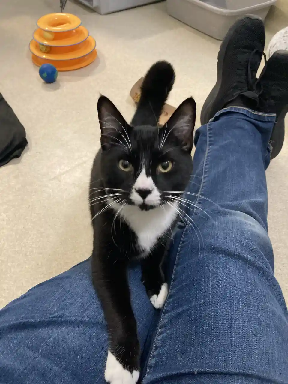 A black and white cat with a white chest and paws sits calmly on a person's lap, looking directly at the camera with wide…