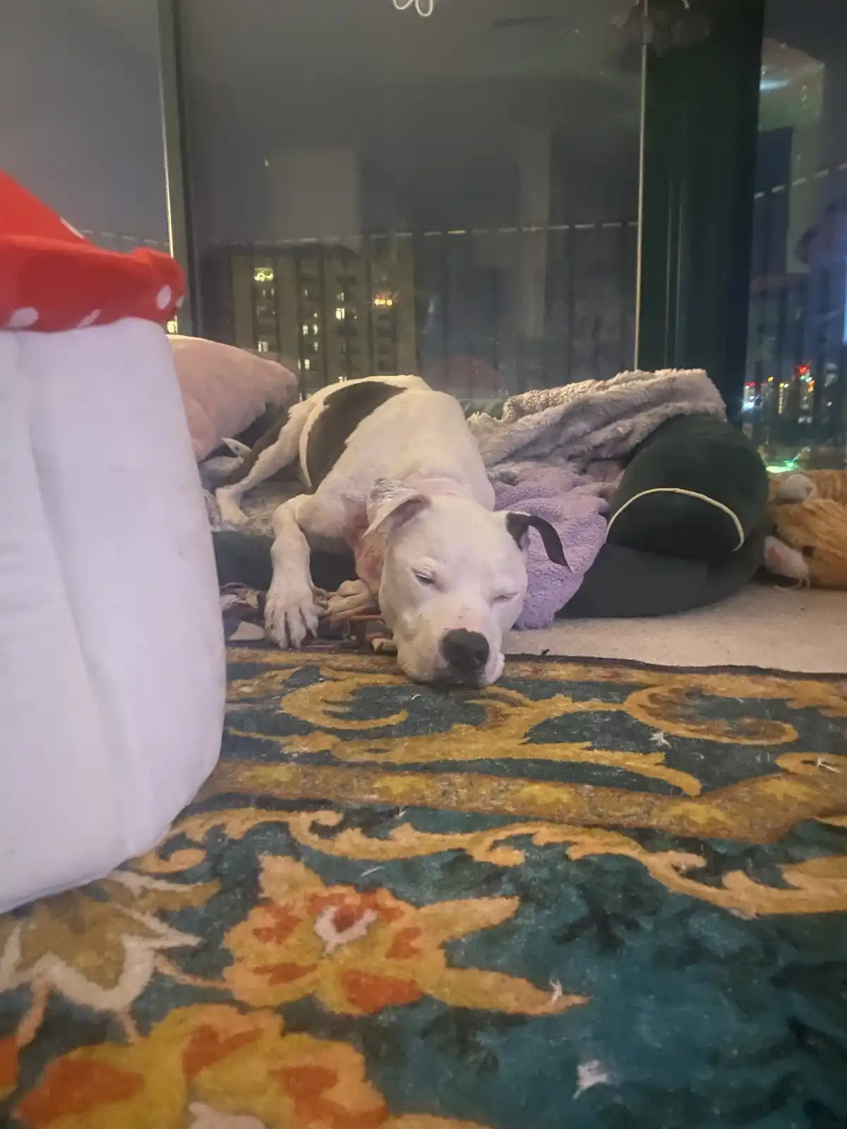 A white dog with a black patch on its back is sleeping soundly on a patterned rug, surrounded by blankets and pillows, with…