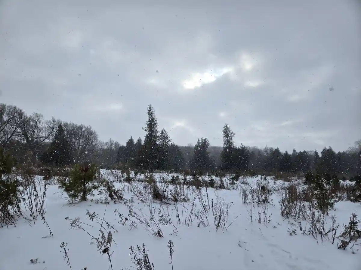 A snowy outdoor scene with snowflakes falling against a gray, overcast sky, covering the ground and partially burying dry…