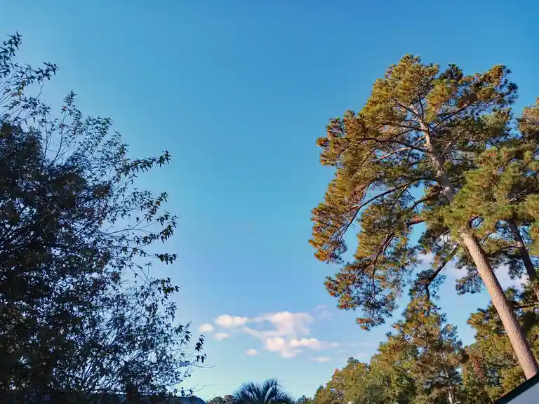 A low-angle photo shows tall pine trees against a clear blue sky with scattered white clouds. The image has no visible…