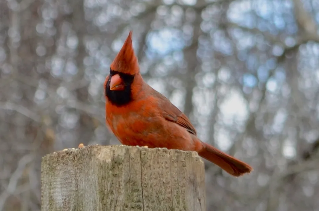A male cardinal bird with bright red feathers and a black face perches on a weathered wooden post, looking slightly to the…