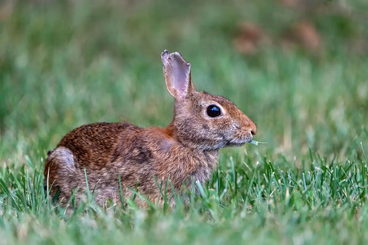 A brown rabbit sits in green grass, chewing on a blade of grass, with one ear slightly torn. The overlaid text reads 'i'm…