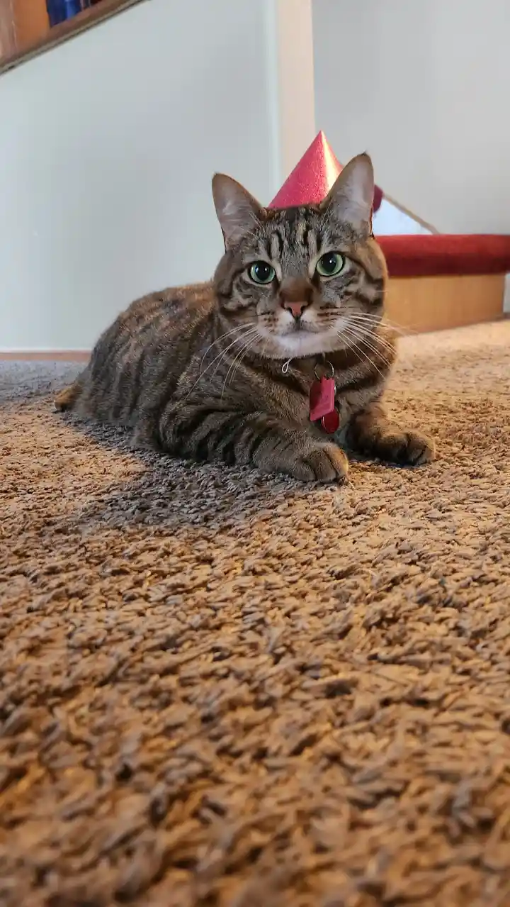 A tabby cat with green eyes lies on a brown carpet, wearing a small red party hat and a collar with a pink tag. The cat…