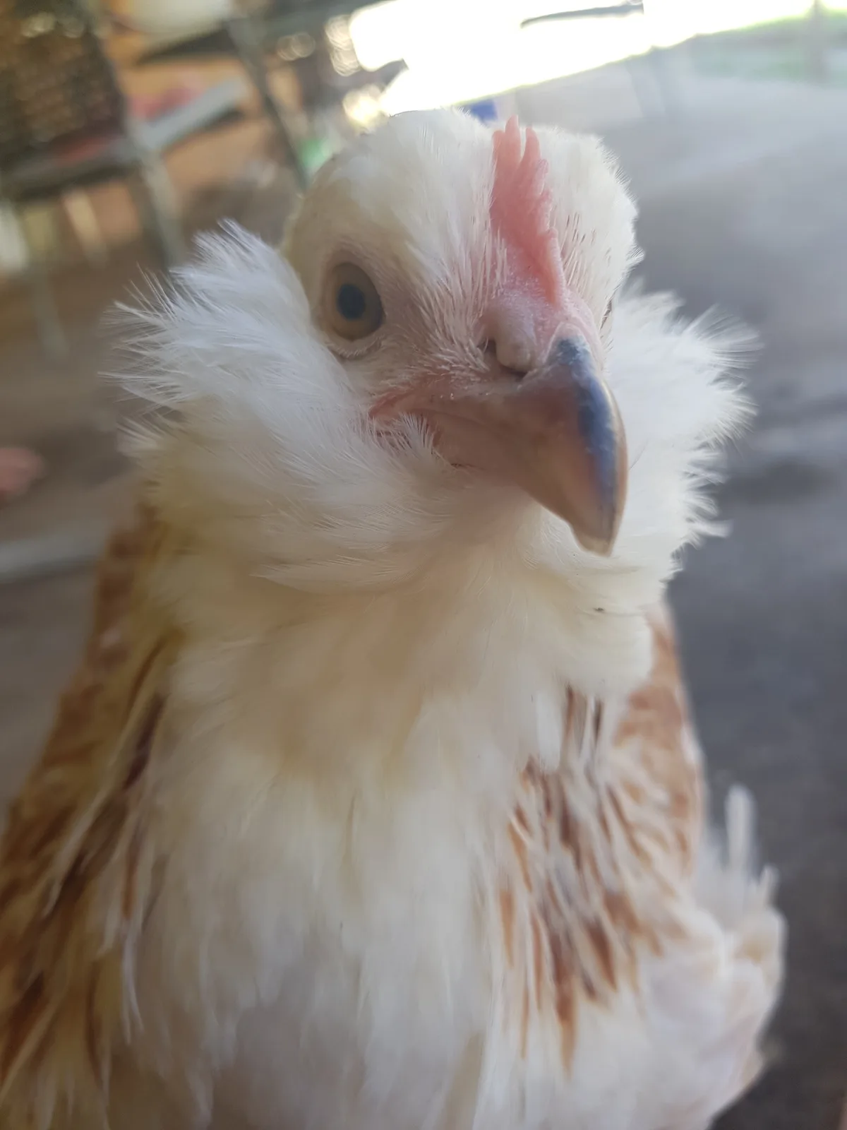 A close-up photo of a fluffy white chicken with brown speckles, looking directly at the camera with a slightly squinted…