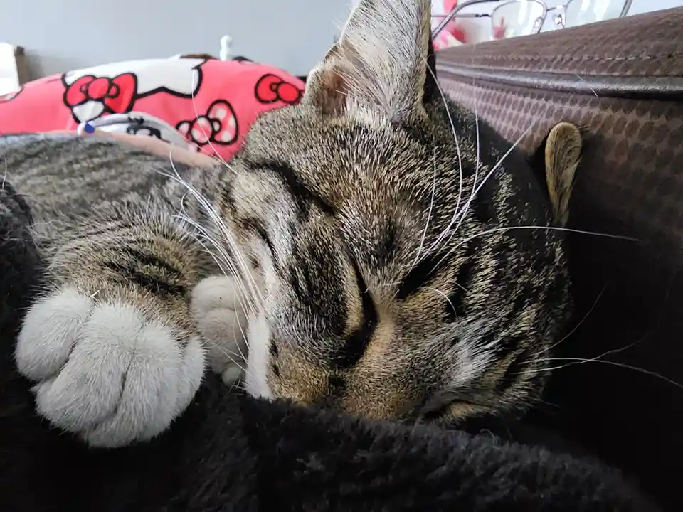 Cuddly Caturday moments with Bowie