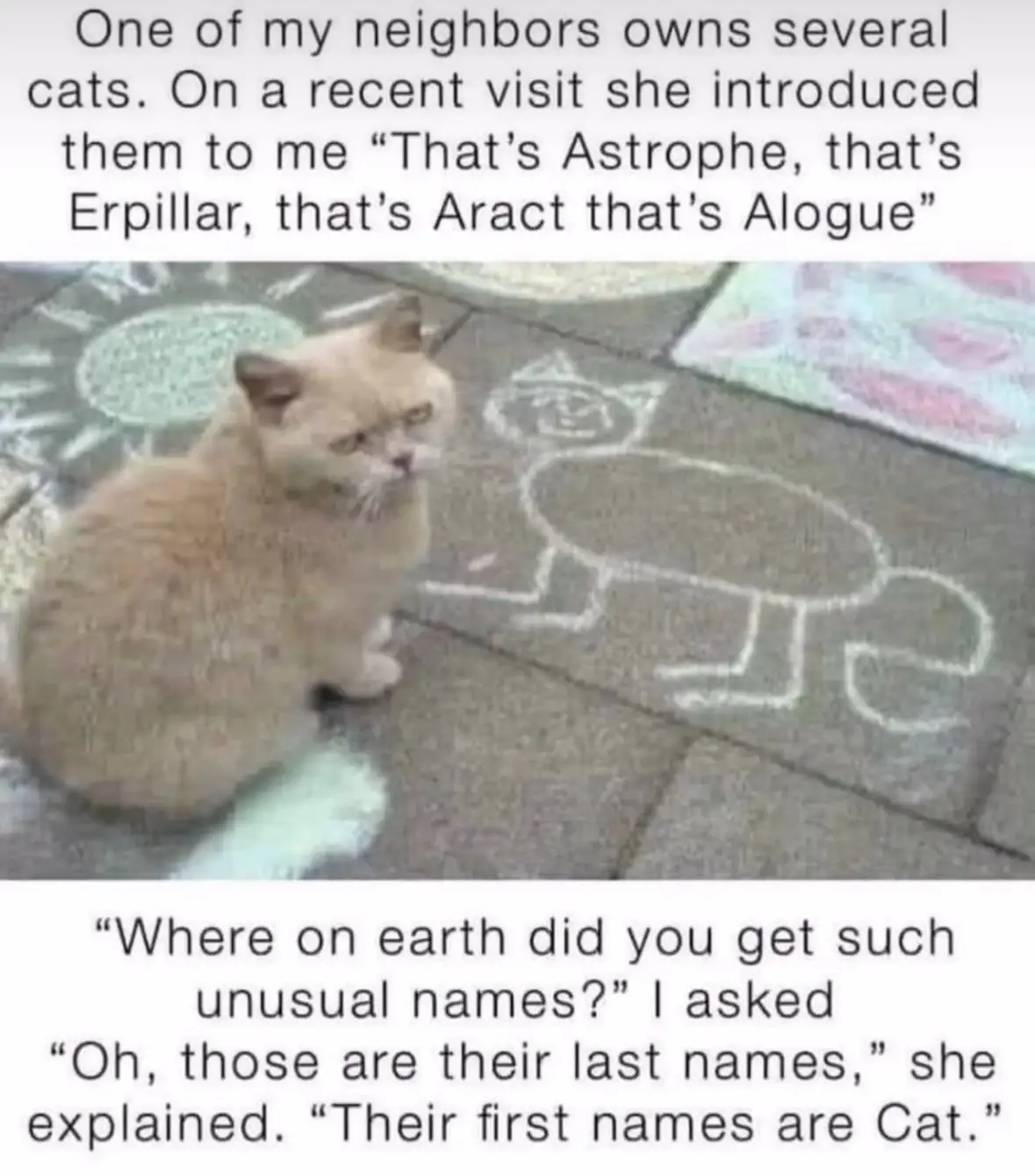 A light brown cat with a grumpy expression sits on a paved surface next to a chalk drawing of a cat. The overlaid text tells…