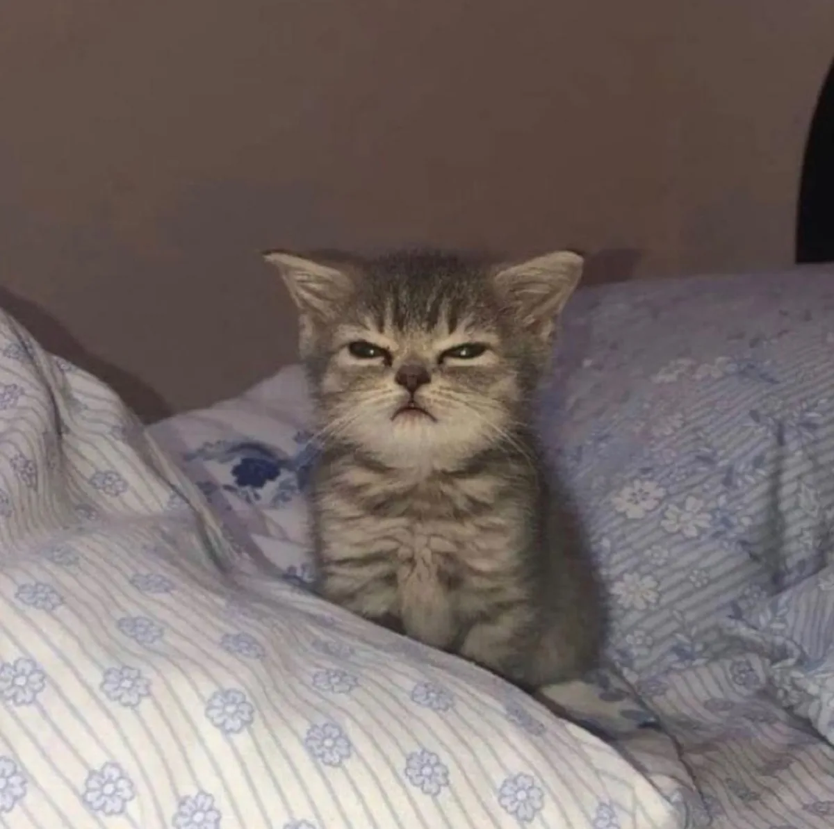 A small tabby kitten with a grumpy, unimpressed expression sits on a floral-patterned bedspread. Its eyes are narrowed and…