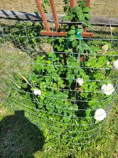 A rose bush with white flowers and green leaves is enclosed within a wire mesh cage, with a wooden trellis behind it. The…