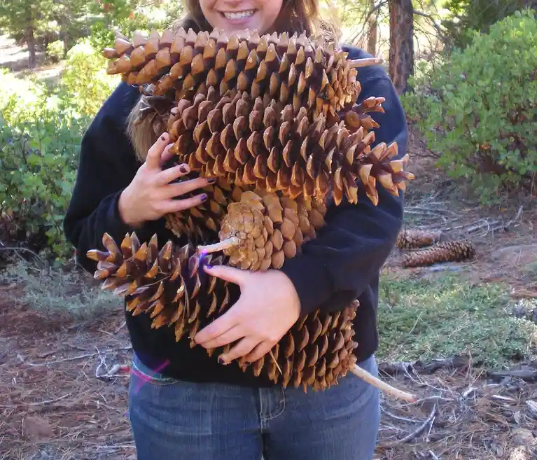 A smiling person in a black hoodie and jeans is hugging a large, dense bundle of pinecones in a forest setting. The…