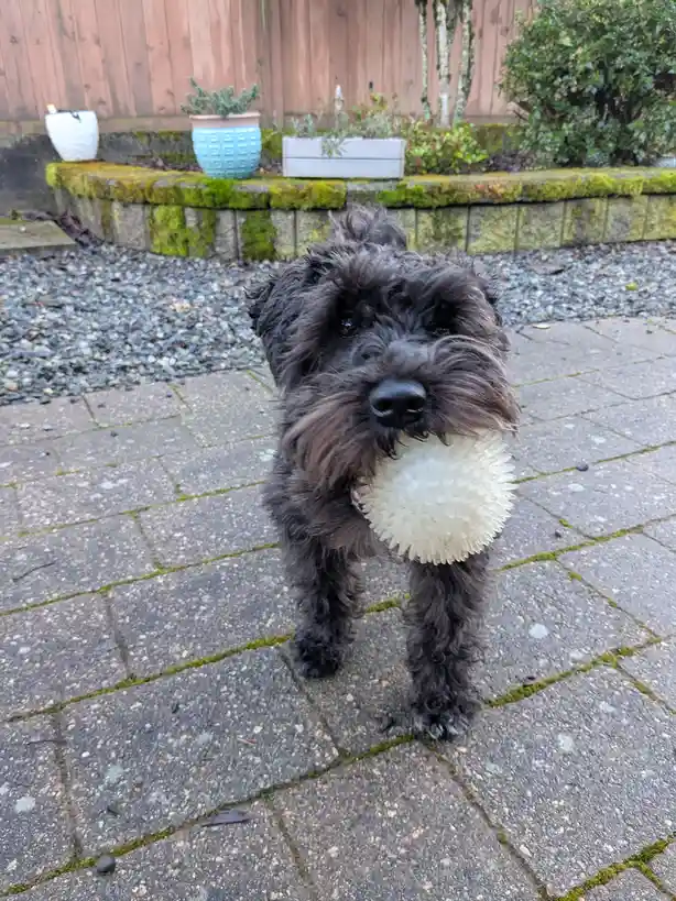 A small, shaggy black dog stands on a stone patio holding a white, spiky pufferfish toy in its mouth, looking directly at…