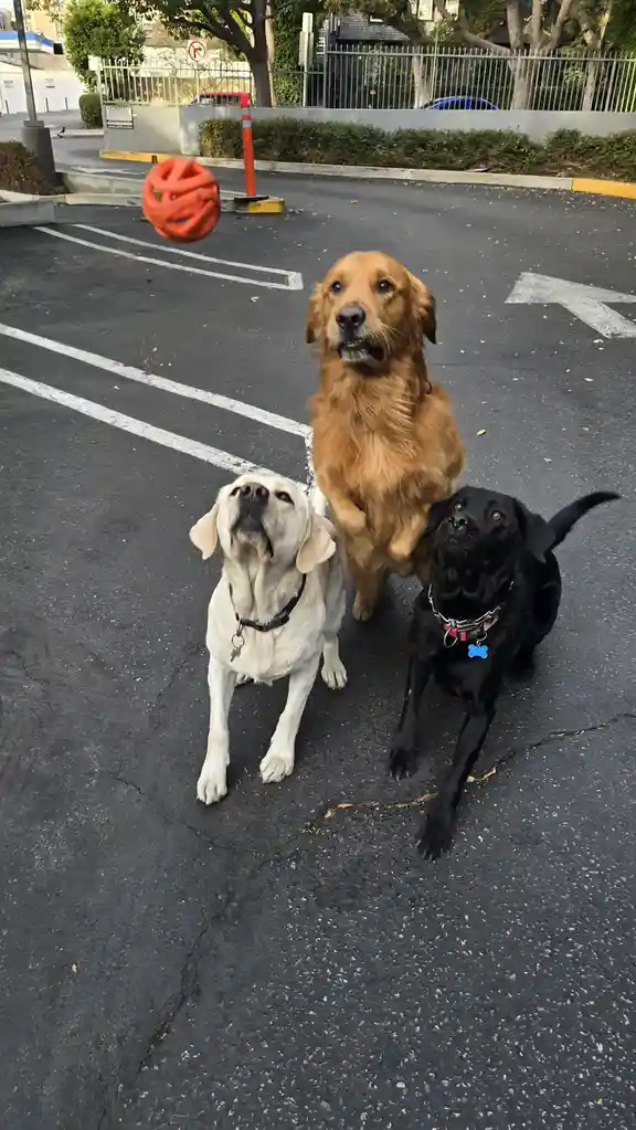 Three dogs—a golden retriever, a yellow lab, and a black lab—are sitting in an asphalt parking lot, all looking upward with…