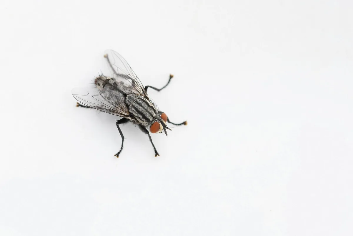 A close-up photograph of a fly with striped body, transparent wings, and large red eyes, resting on a plain white surface…