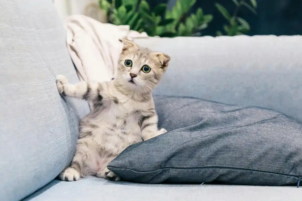 A small, light-colored tabby kitten with large green eyes sits on a light gray couch, one paw raised as if reaching or…