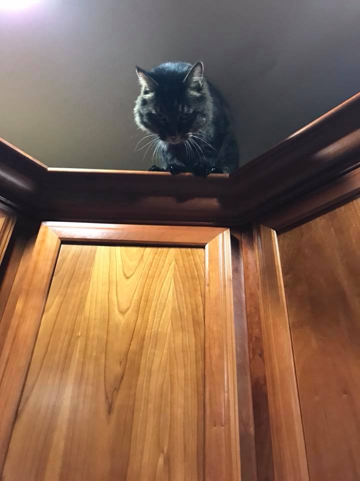 A dark tabby cat perches atop a wooden cabinet corner, looking down with a serious expression. The image is shot from below…