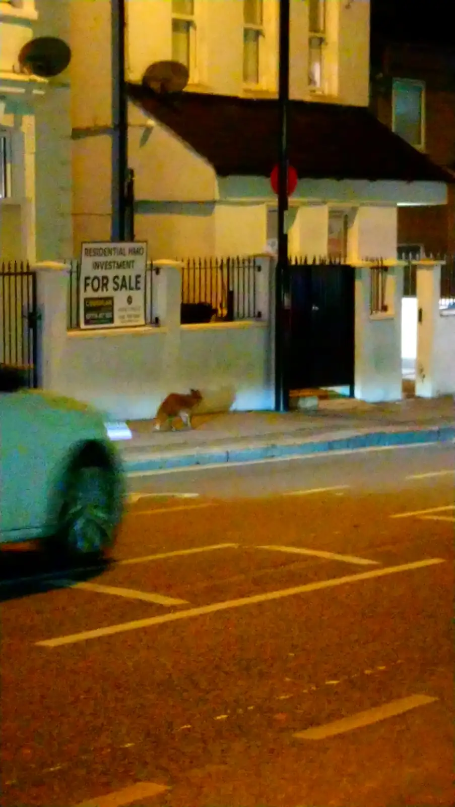 Meet the infamous South Norwood fox!