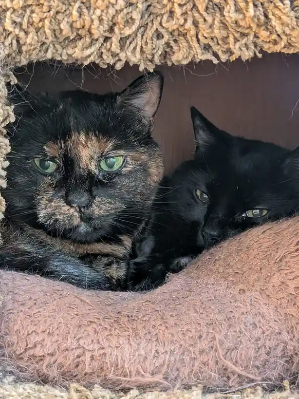 Two cats, one tortoiseshell and one solid black, are nestled together in a cozy, textured cat bed. The tortoiseshell cat…