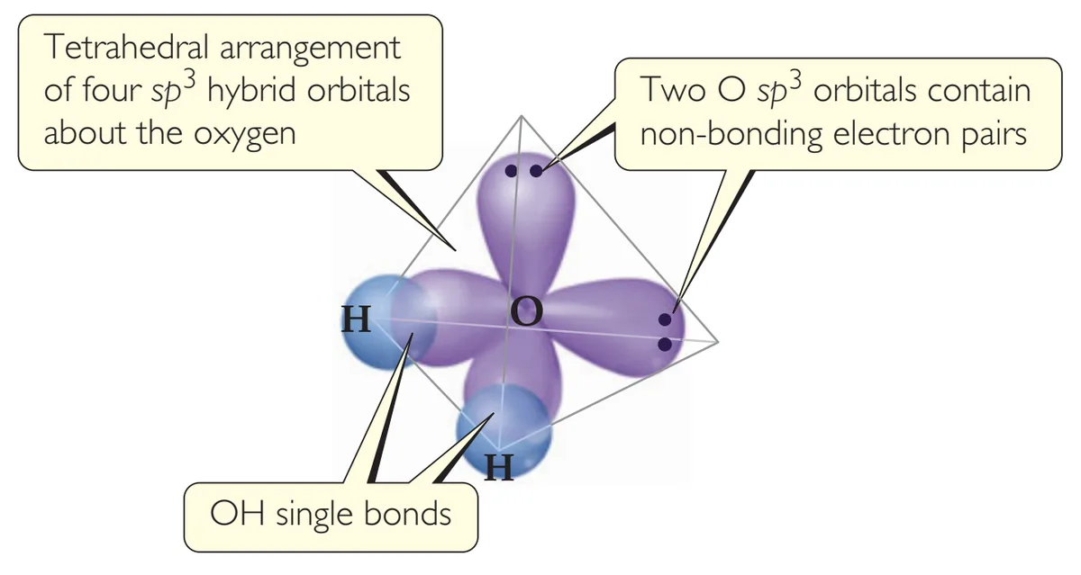 A scientific diagram of a water molecule (H2O) showing its tetrahedral electron geometry with labeled sp³ hybrid orbitals…