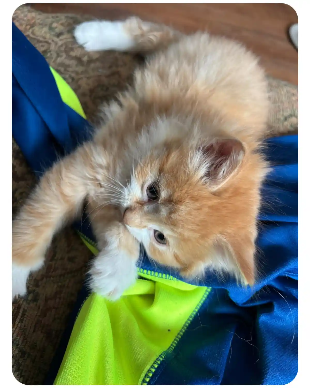 A fluffy orange and white kitten lies on its back on a blue and neon green fabric, looking up with wide eyes. The overlaid…
