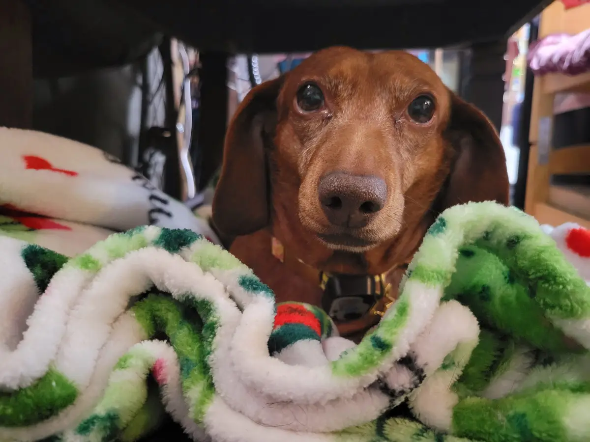 A brown dachshund with large, watery eyes looks directly at the camera from under a table, partially wrapped in a green…