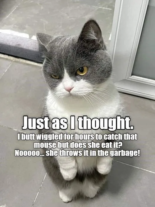 A gray and white cat sits upright on a tiled floor, looking directly at the camera with a disappointed or resigned…