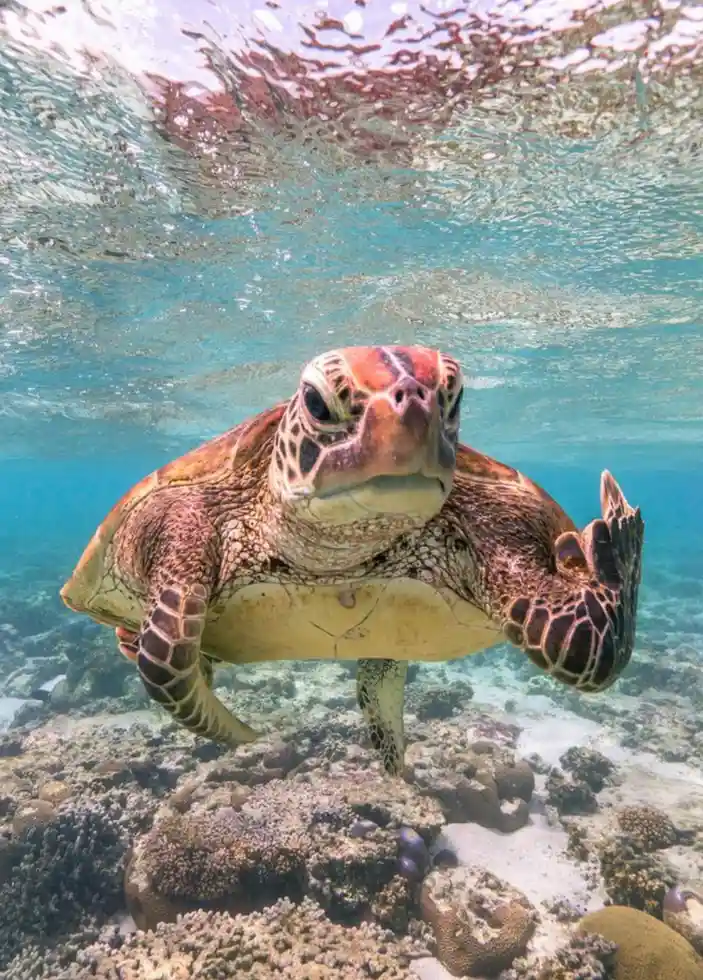 An underwater photo shows a sea turtle swimming toward the camera with one flipper raised in a gesture resembling a wave or…