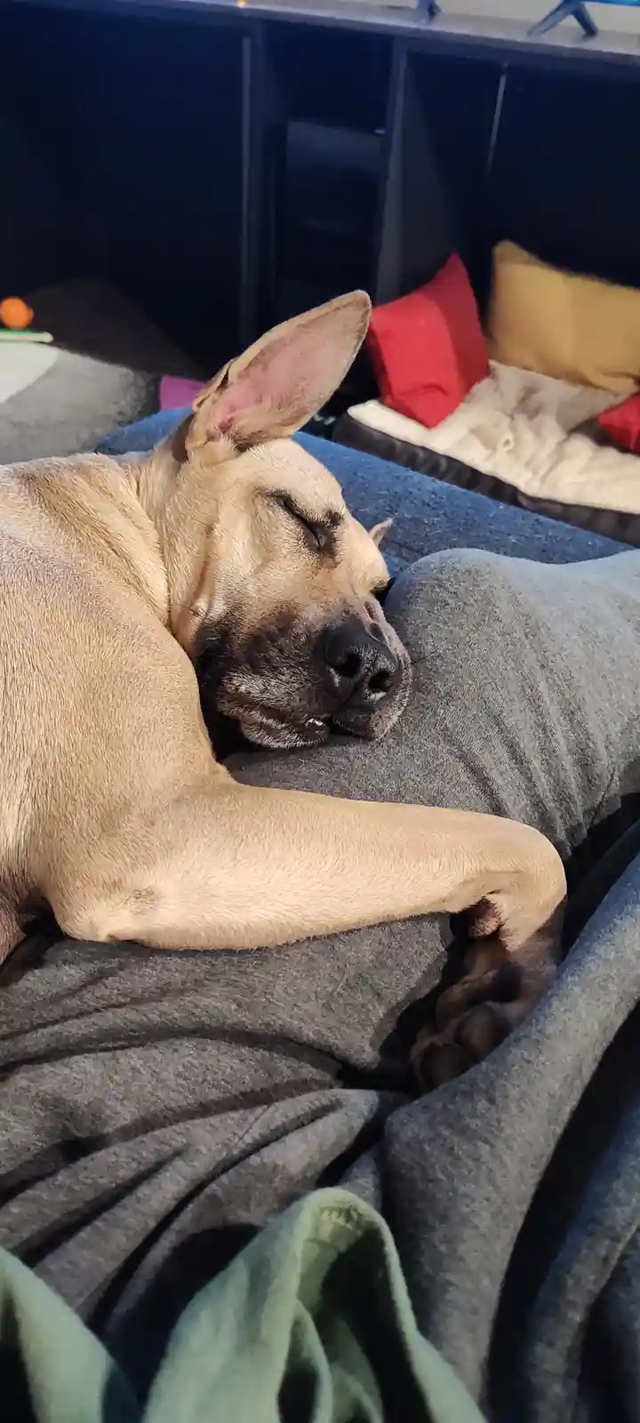 A tan dog with a black muzzle is sleeping soundly on a person's lap, nestled into gray fabric. The dog's eyes are closed…