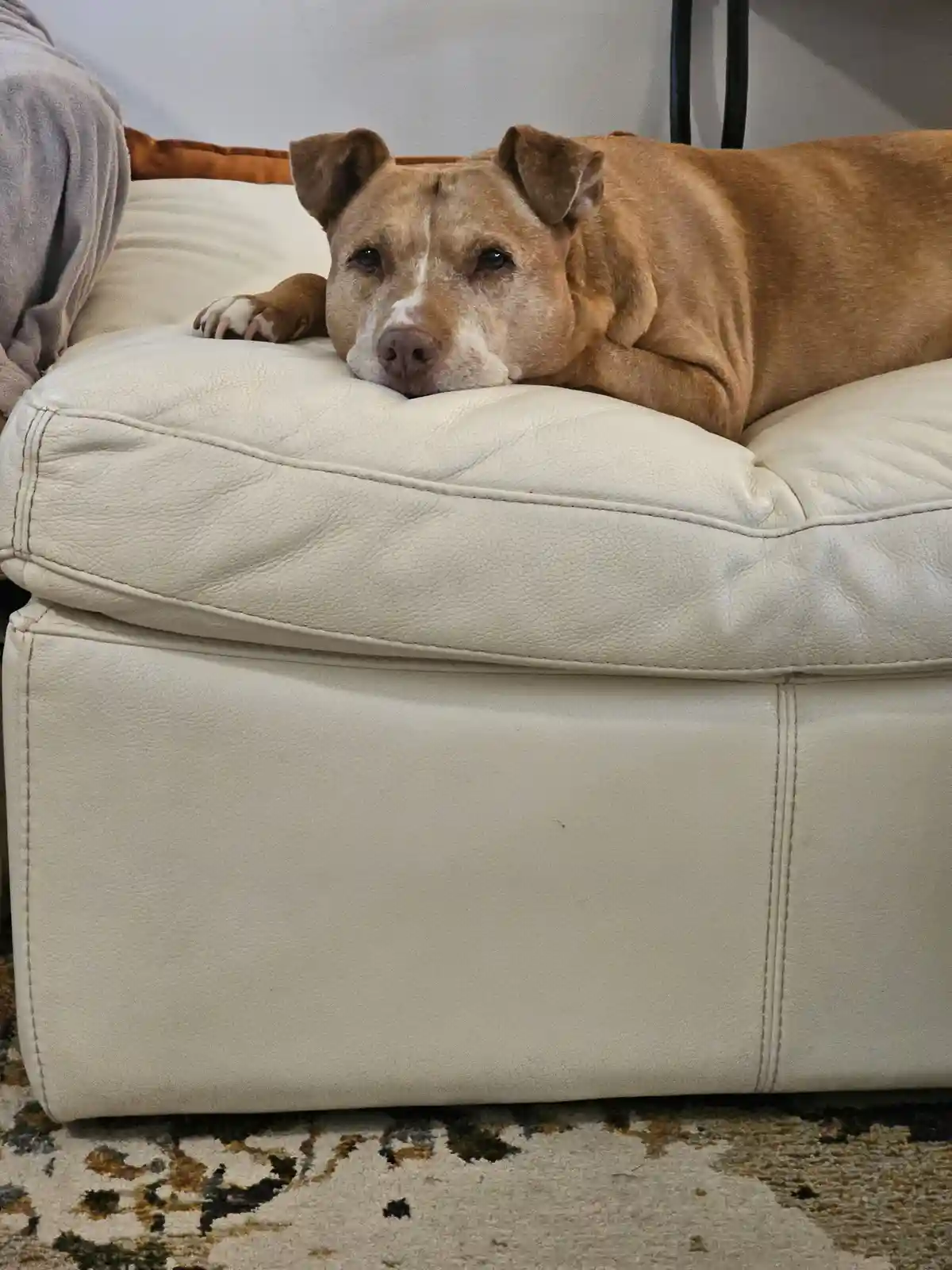 A tan dog with a white muzzle and chest rests its head on the edge of a white leather couch cushion, looking directly at the…